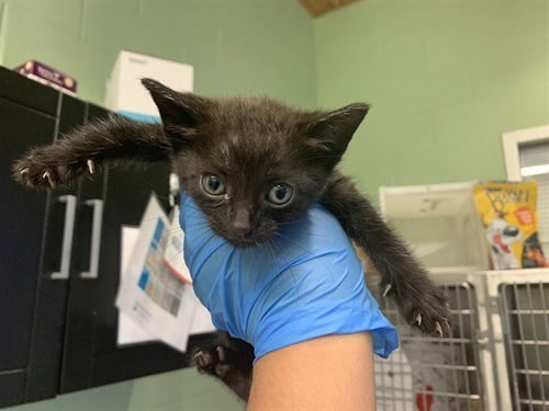 LAYS - Domestic Short Hair available for adoption