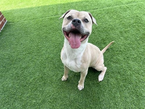 HUBBA BUBBA - American Staffordshire Terrier available for adoption