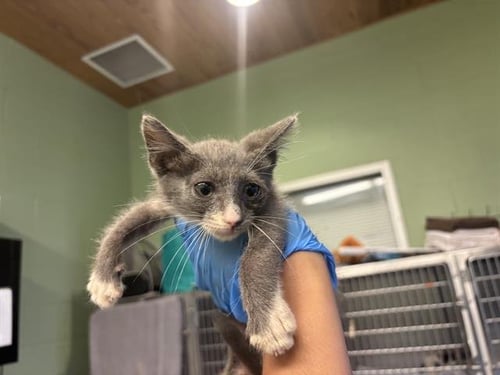 POPLAR - Domestic Short Hair available for adoption