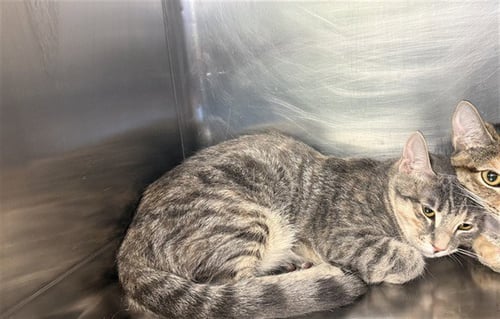BLANCHE - Domestic Short Hair available for adoption