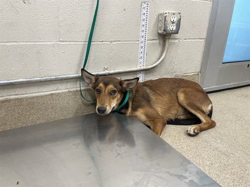 CRONUT - German Shepherd Dog for adoption in Arlington