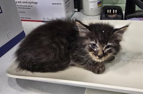 YANG - Domestic Medium Hair available for adoption