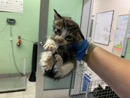 JILL - Domestic Short Hair available for adoption