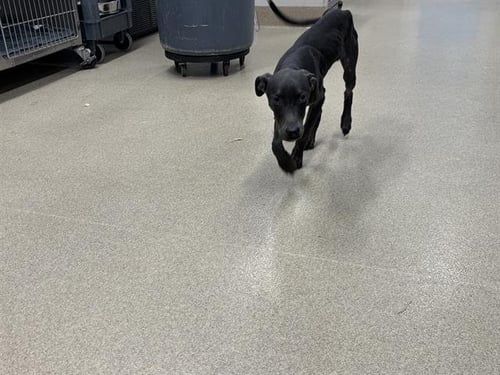 BELLA - American Staffordshire Terrier available for adoption
