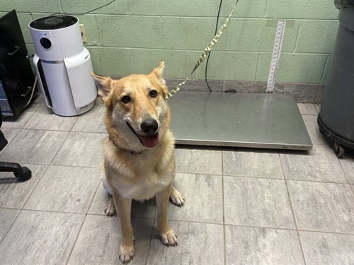 AXEL - German Shepherd Dog available for adoption