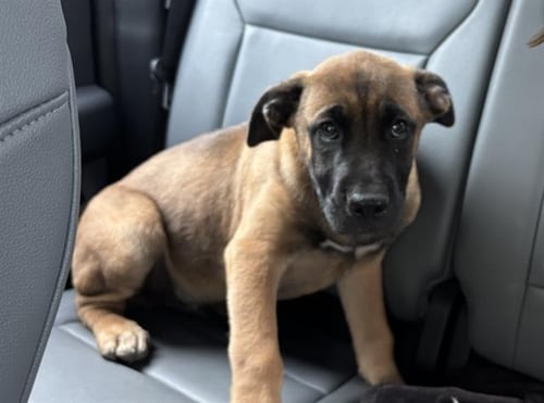 TEDDY - Boxer / German Shepherd Dog available for adoption