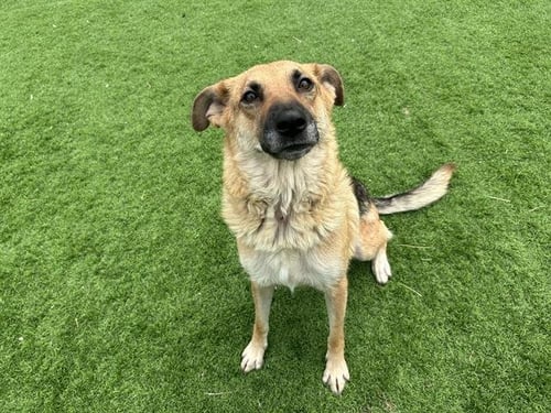 GRETCHEN - German Shepherd Dog for adoption in Grand Prairie