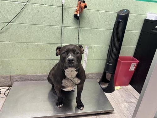ARCHIE - American Staffordshire Terrier available for adoption