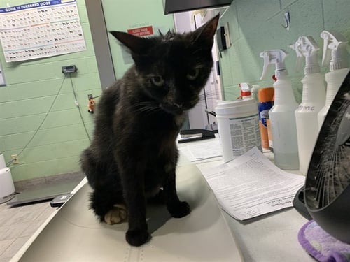 SAPPHIRE - Domestic Short Hair available for adoption