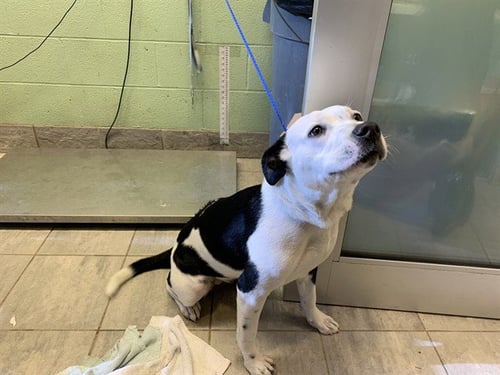 LENA - American Staffordshire Terrier available for adoption