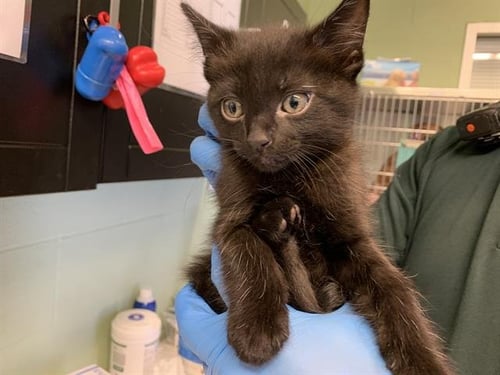 CINDER - Domestic Short Hair available for adoption