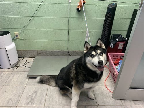 KIERA - Siberian Husky available for adoption