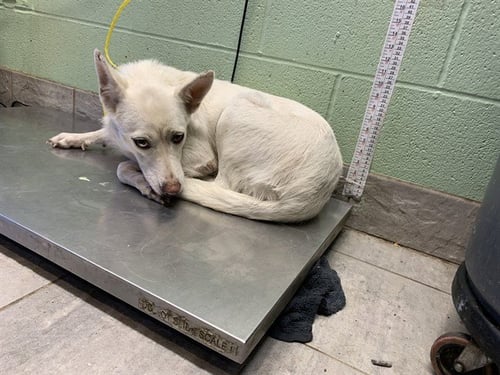 GUERA - Siberian Husky for adoption in Arlington