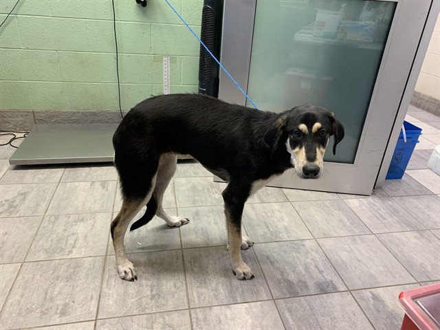 MERIDA Image