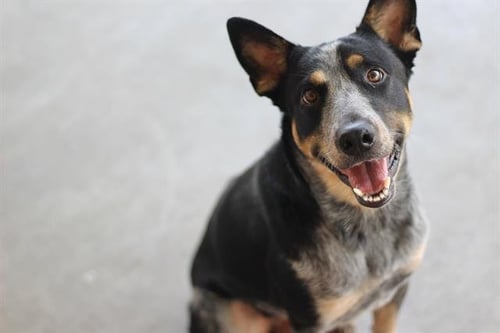 DUNDEE - Australian Cattle Dog/Blue Heeler available for adoption