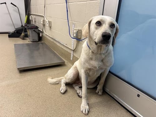 AMERICAN BEAUTY - Labrador Retriever available for adoption