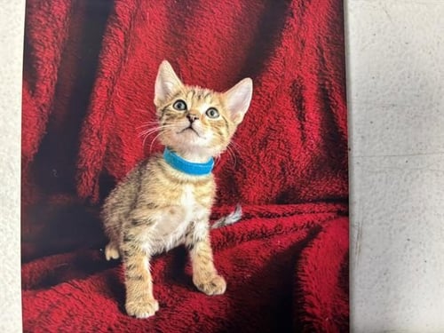 PINTO BEAN - Domestic Short Hair available for adoption