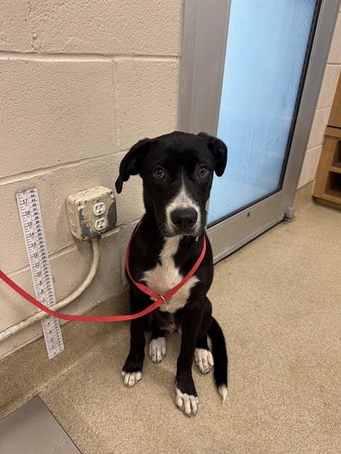 KISSES - American Staffordshire Terrier / Labrador Retriever available for adoption