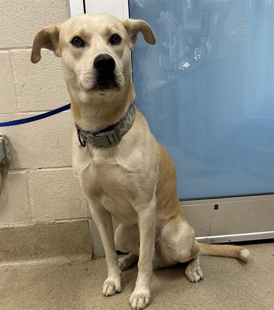 CORNBREAD - Labrador Retriever available for adoption