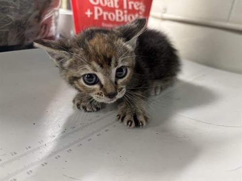 CINNAMON - Domestic Short Hair available for adoption