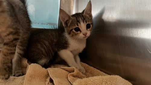 CHARLIE - Domestic Short Hair available for adoption