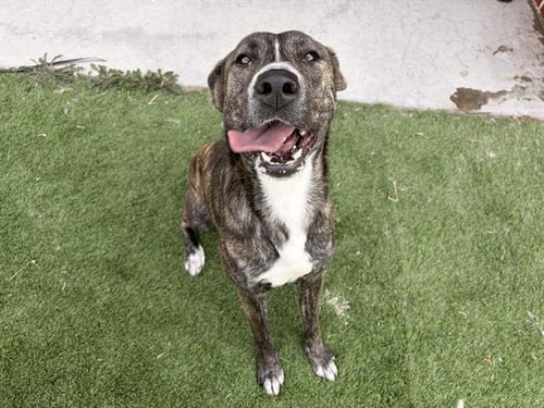 WILMA - American Staffordshire Terrier available for adoption