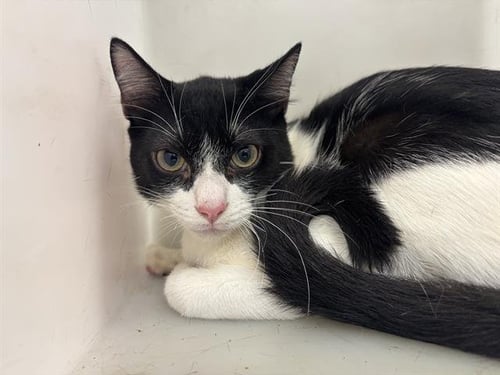 BUSTER - Domestic Short Hair available for adoption