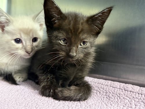 A233971 - Domestic Short Hair available for adoption