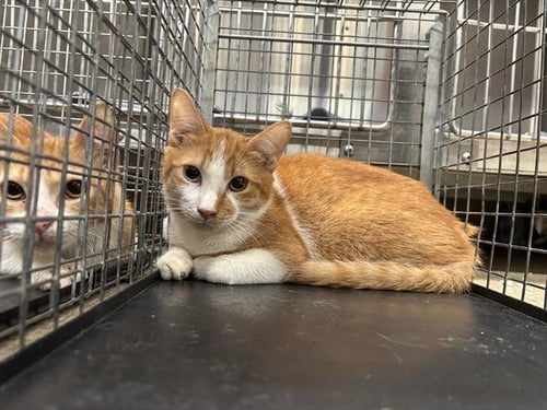 A235124 - Domestic Short Hair available for adoption