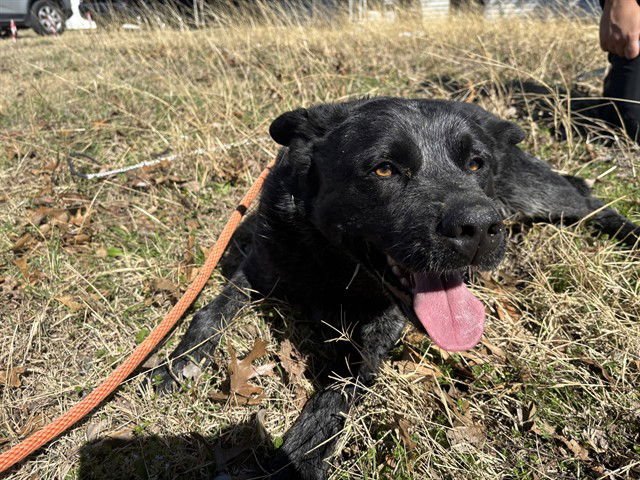 DOUG - Australian Cattle Dog/Blue Heeler available for adoption