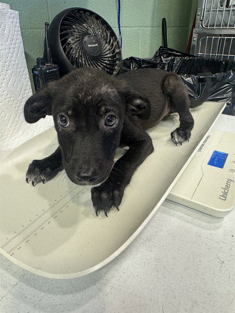 YAHTZEE - American Staffordshire Terrier / Labrador Retriever available for adoption