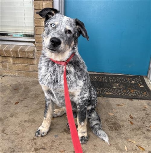 RUMI - Australian Cattle Dog/Blue Heeler available for adoption