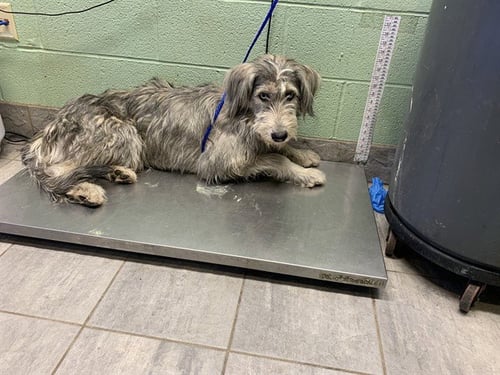 MIJO - Schnauzer for adoption in Arlington