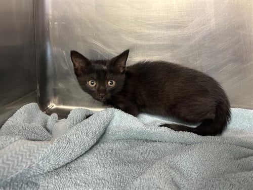 HOWDINI - Domestic Short Hair available for adoption