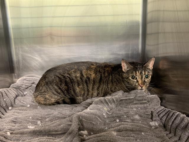 CHLOE - Domestic Short Hair available for adoption