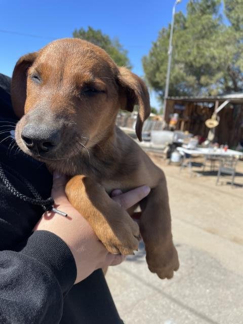 POPPY - German Shepherd Dog available for adoption