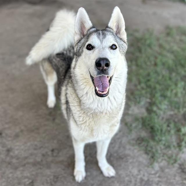 BALTO Image