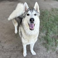 BALTO - Photo 1
