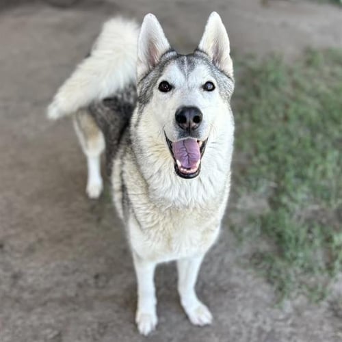BALTO - Siberian Husky available for adoption