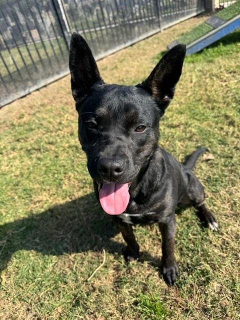 HARVEY - Pit Bull Terrier available for adoption