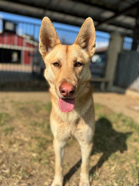 LOUISA - German Shepherd Dog available for adoption
