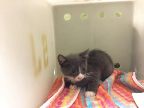 SABBIE - Domestic Short Hair available for adoption