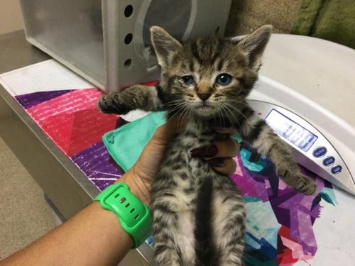 MUSTARD - Domestic Short Hair available for adoption