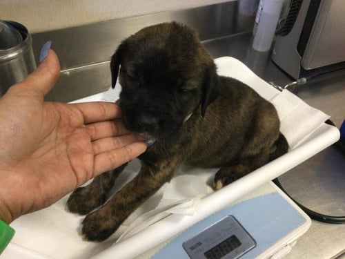 TATERS - German Shepherd Dog / Australian Shepherd available for adoption