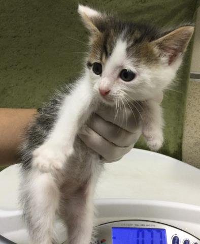 YUMMY - Domestic Short Hair available for adoption