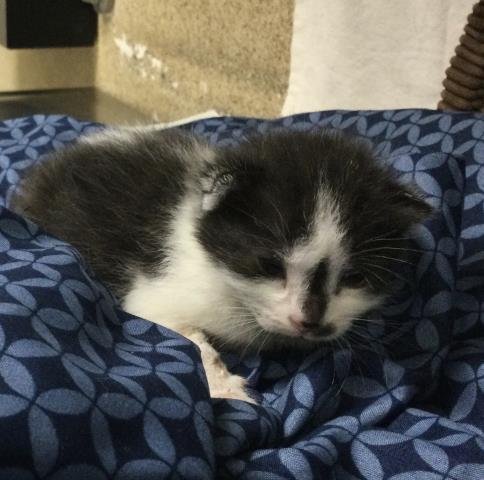 COLETTE - Domestic Short Hair available for adoption