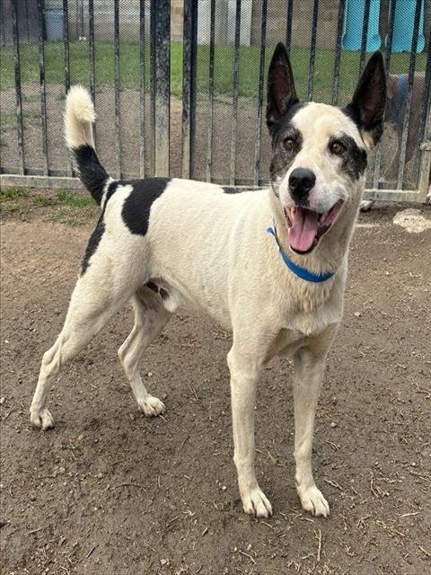 TOBBY - Labrador Retriever available for adoption