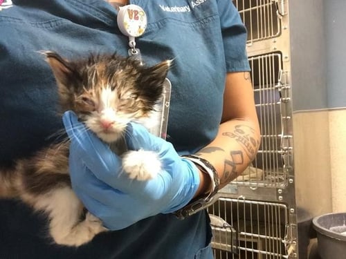 A1931895 - Domestic Short Hair available for adoption