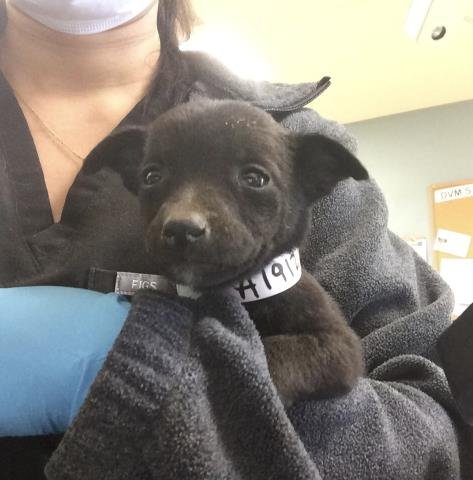 MANDY - Belgian Shepherd Malinois available for adoption