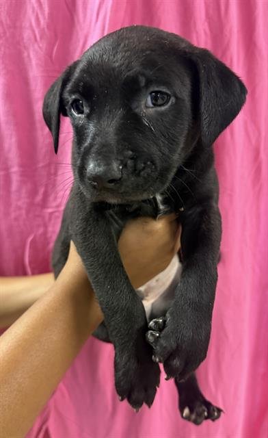 REGGIE - Pit Bull Terrier available for adoption